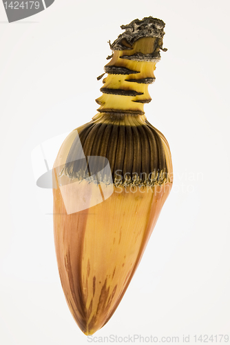 Image of Banana blossom