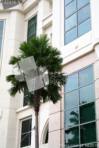 Image of Palm tree