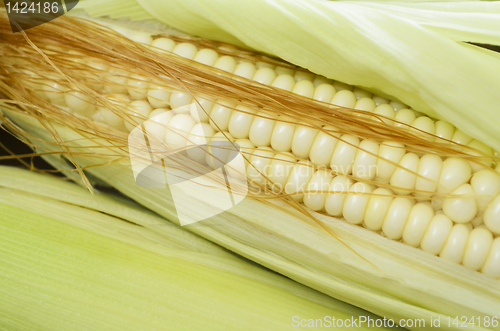 Image of Corn Cob