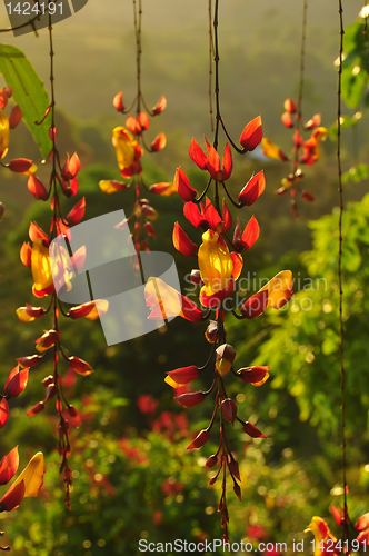 Image of Vine Flowers