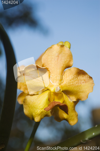 Image of Yellow Flower