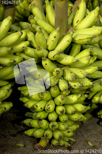Image of Banana