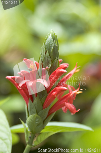 Image of Red Flower