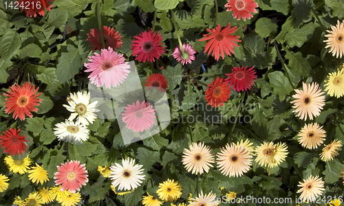 Image of Gerberas