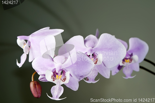 Image of White Orchid