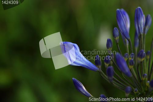 Image of Blue flowers