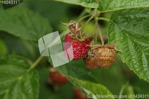 Image of Raspberries in garden