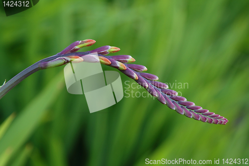 Image of Flower buds