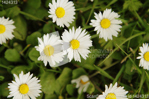 Image of White daisies