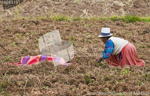 Image of Potato harvest