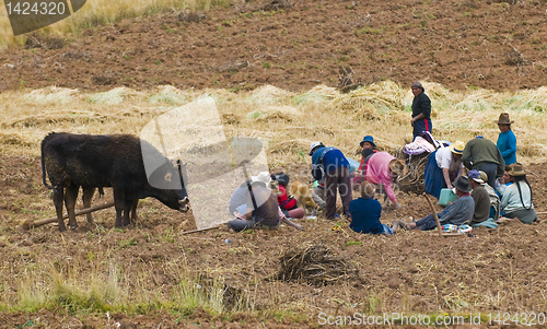 Image of Potato harvest