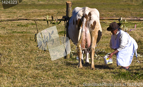 Image of Peru cow milking