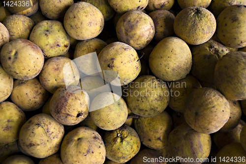 Image of Santol Fruit