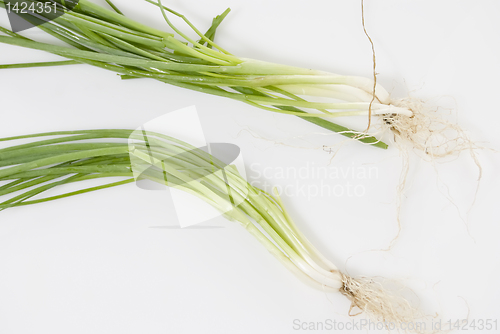 Image of Spring Onions