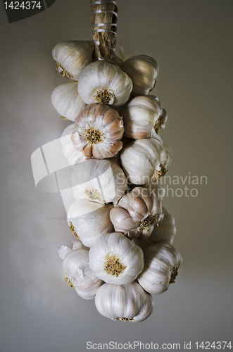 Image of Garlic