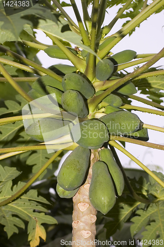 Image of Green Papaya