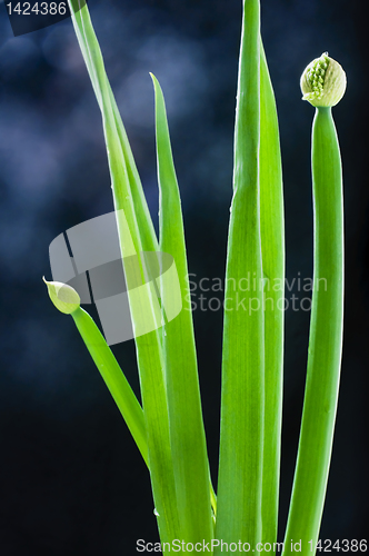 Image of Leek