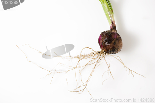 Image of Onion
