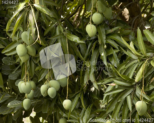 Image of Mangoes
