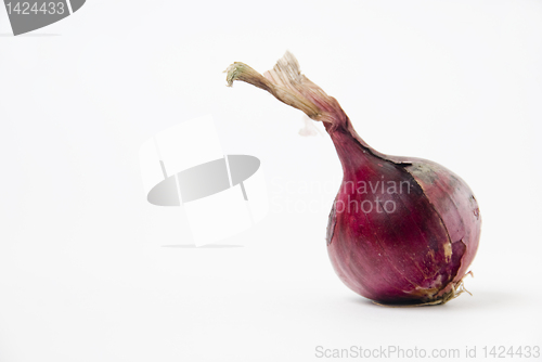 Image of Onion