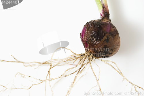 Image of Onion