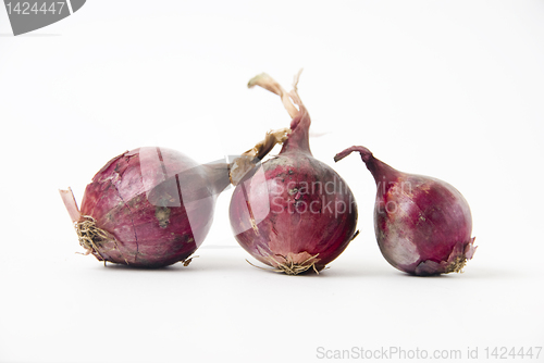 Image of Onion