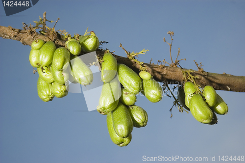 Image of Bilimbi