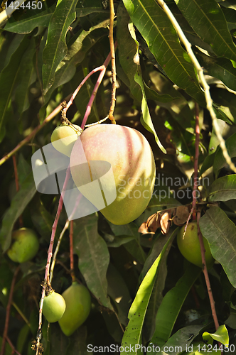 Image of Mango Fruits