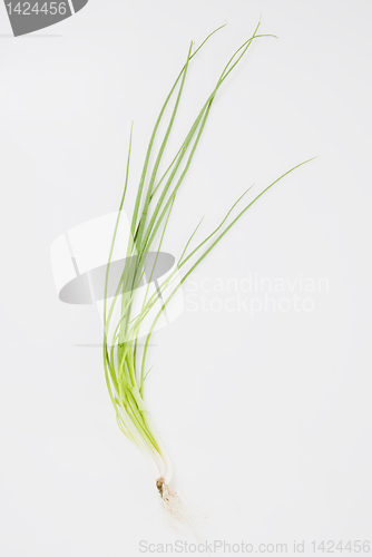 Image of Spring Onions