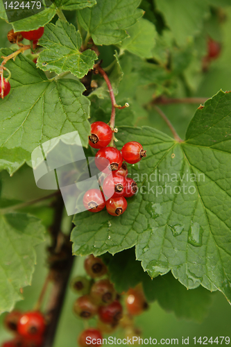 Image of Red currant