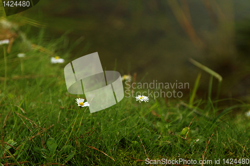 Image of Small white daisy