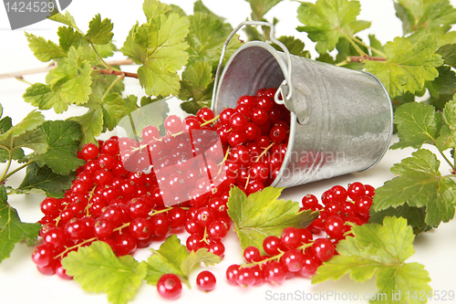 Image of Red currants