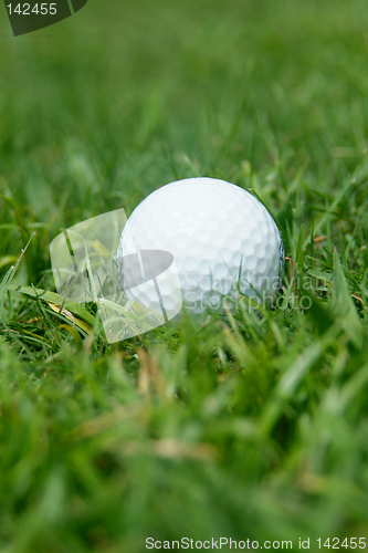 Image of Golf-ball in the grass