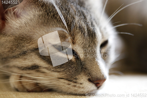 Image of Gray young cat.