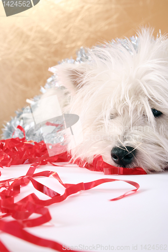 Image of White puppy