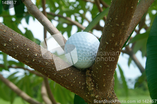Image of Golf ball in tre