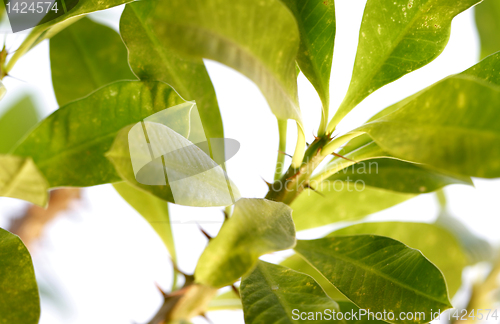 Image of Leafs