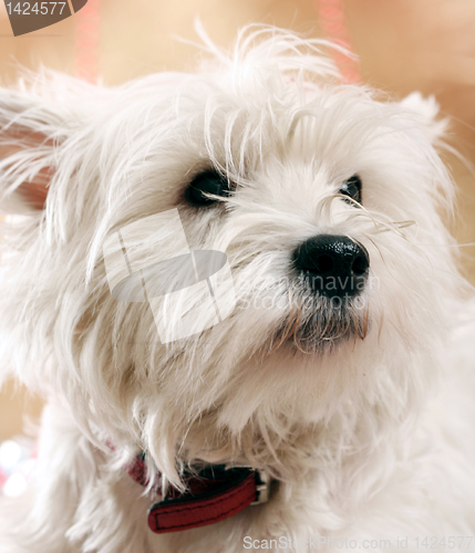 Image of White puppy