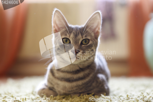 Image of Gray young cat.