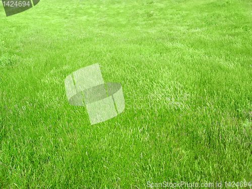 Image of green grass meadow