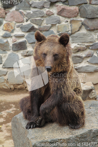 Image of Brown bear in zoo