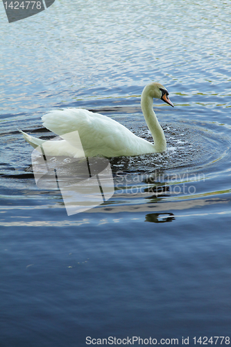 Image of White swan