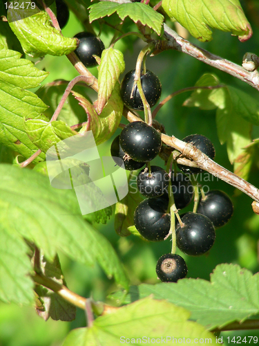 Image of black currants