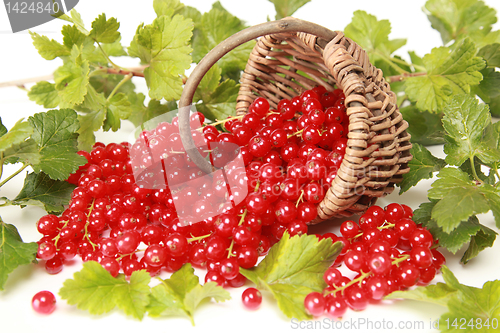 Image of Red currants