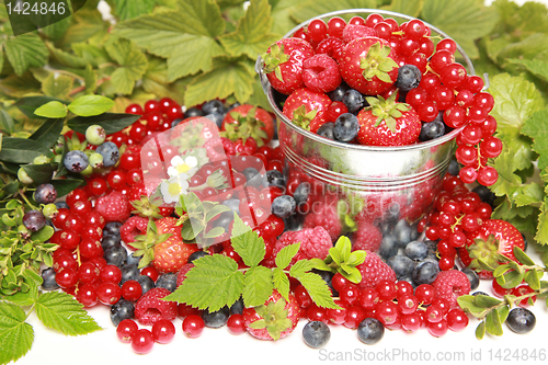 Image of Berries