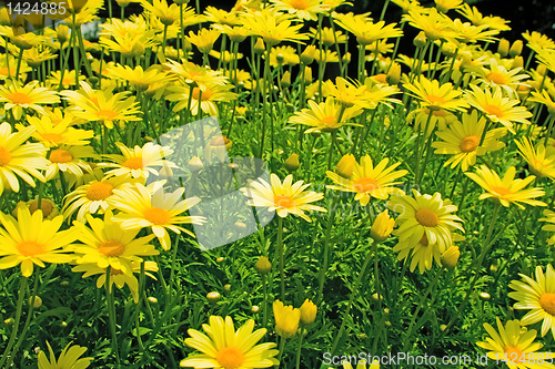 Image of yellow flowers