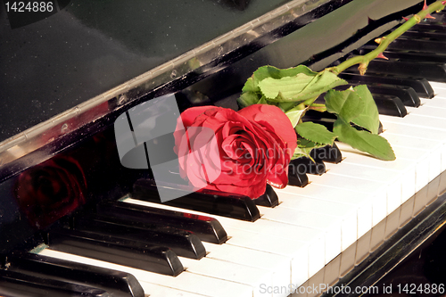 Image of rose on piano key