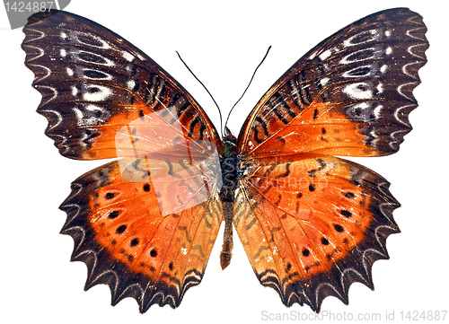 Image of  butterfly isolated    