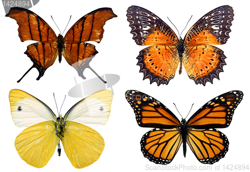 Image of Some various butterflies isolated on white