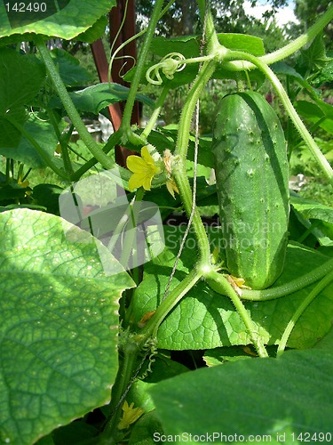 Image of cucumber